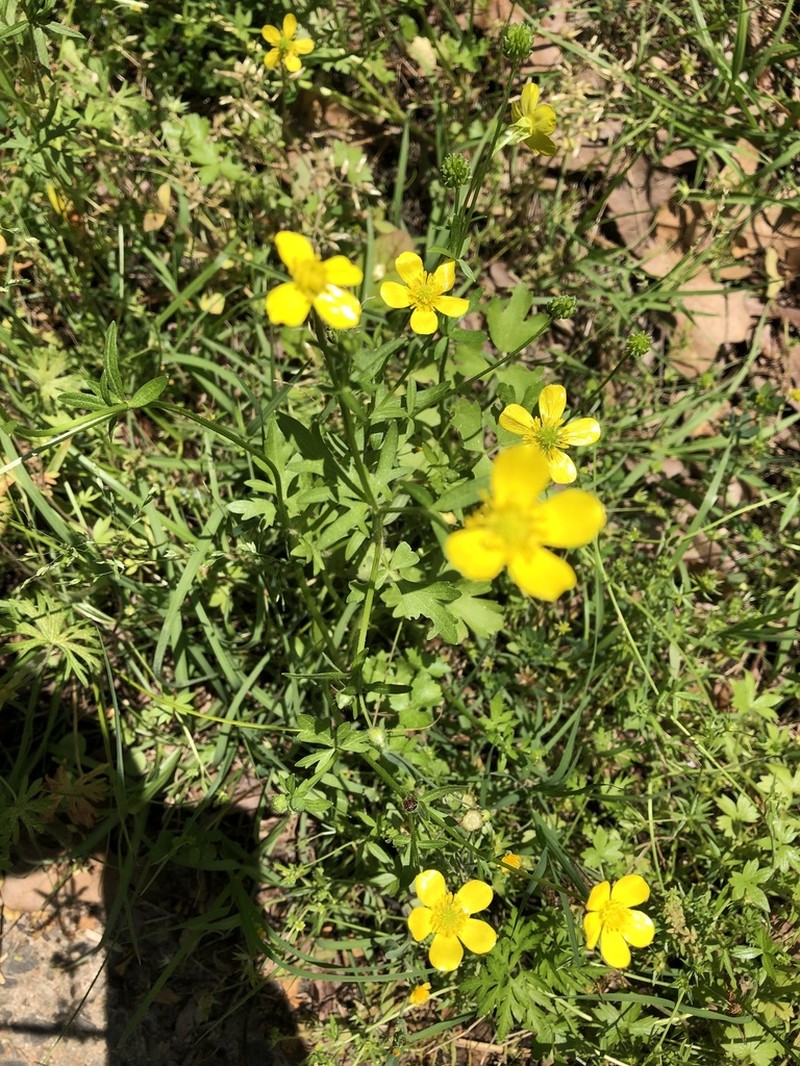 Hairy Buttercup photo 5