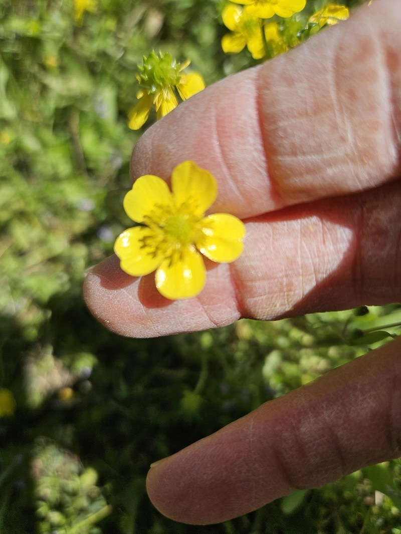 Hairy Buttercup photo 6