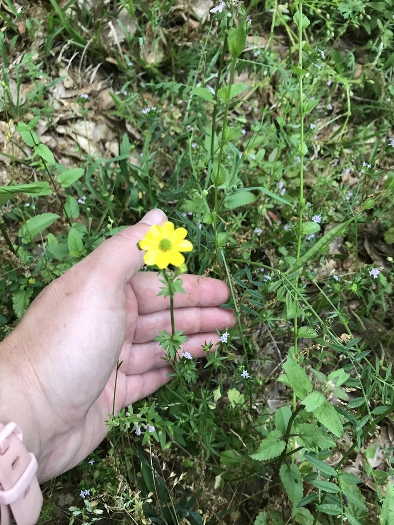 Hairy Buttercup photo 7