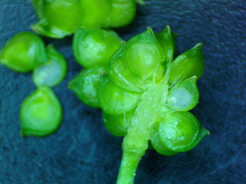 Hairy Buttercup photo 8