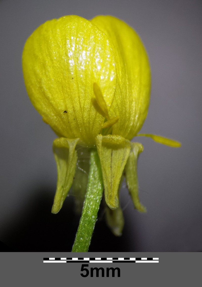 Hairy Buttercup photo 5