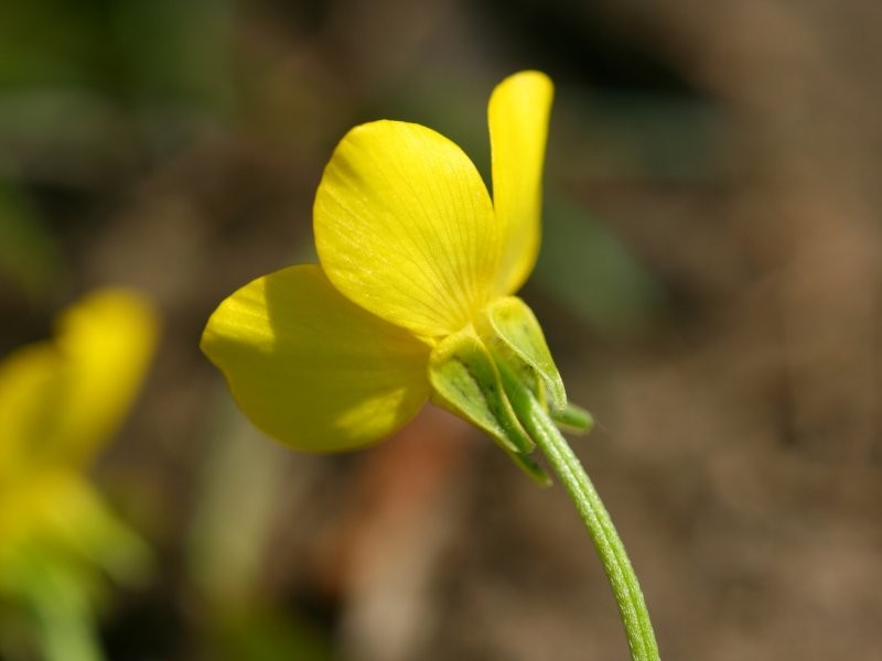 Hairy Buttercup