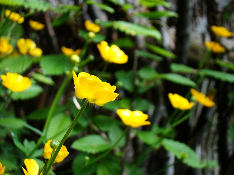 Hairy Buttercup photo 6