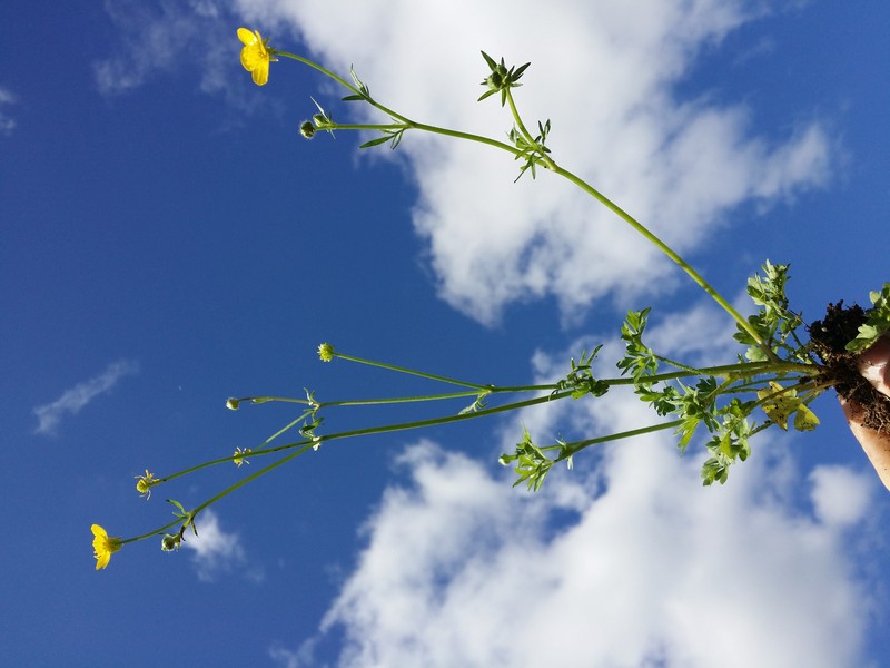 Hairy Buttercup photo 2