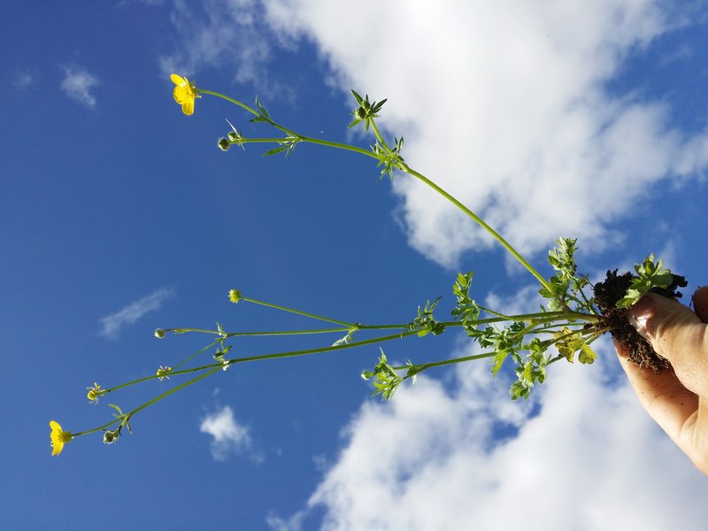 Hairy Buttercup photo 7