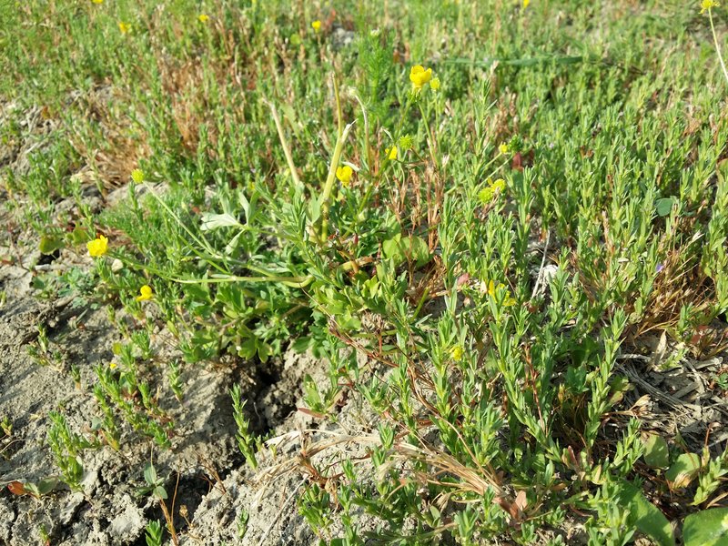 Hairy Buttercup photo 8