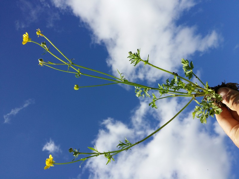 Hairy Buttercup photo 9