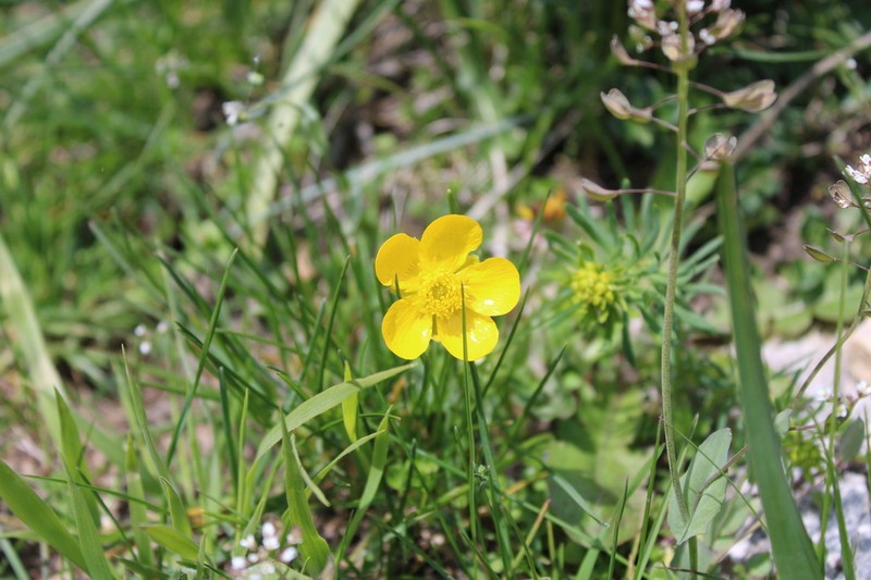 Ranunculus sartorianus photo 2