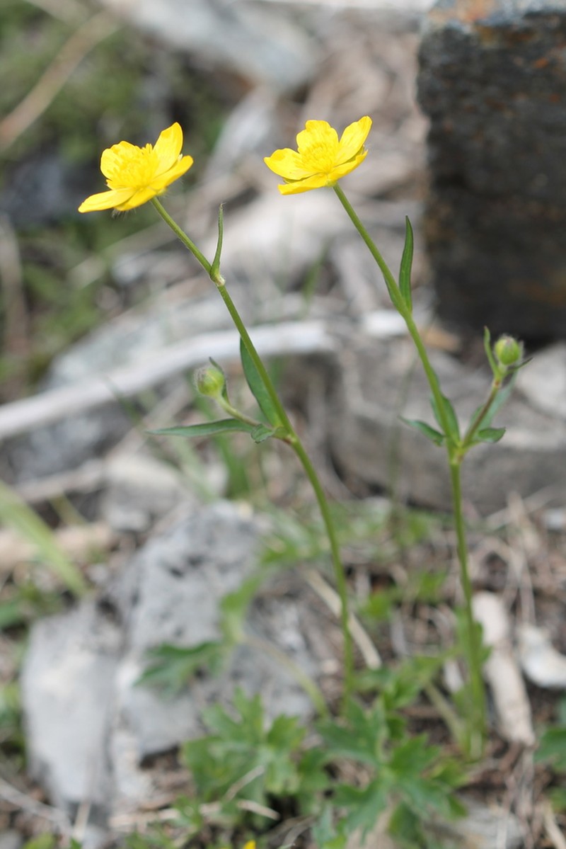 Ranunculus sartorianus photo 3