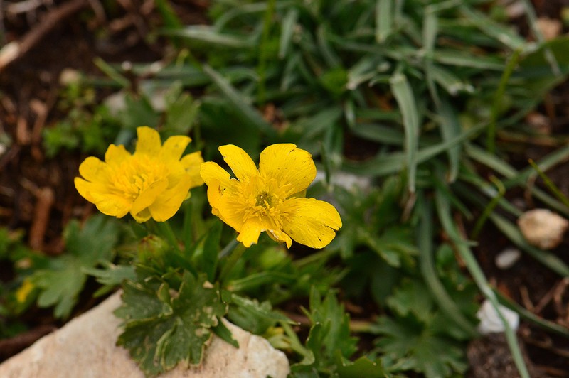 Ranunculus sartorianus photo 4