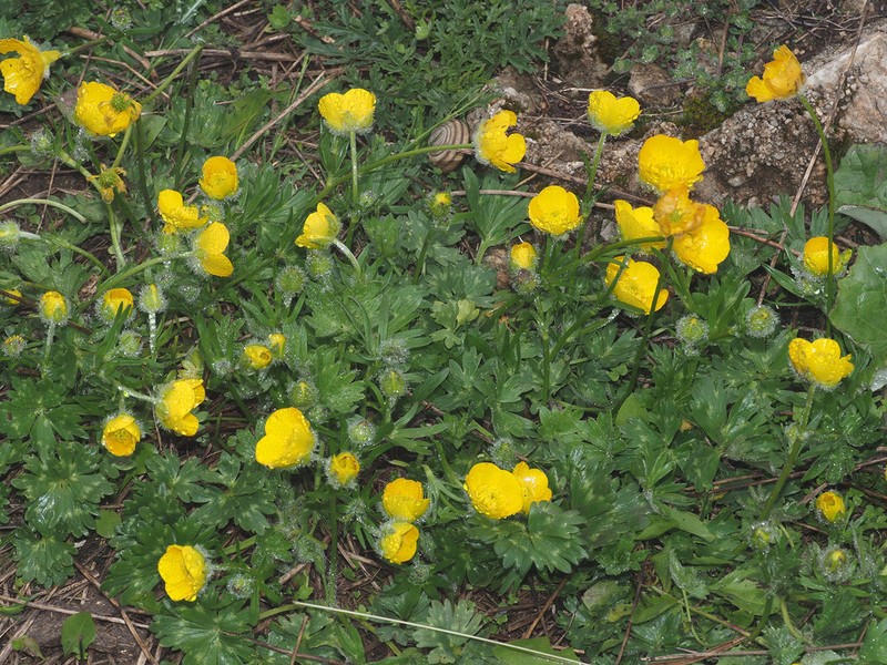Ranunculus sartorianus photo 5