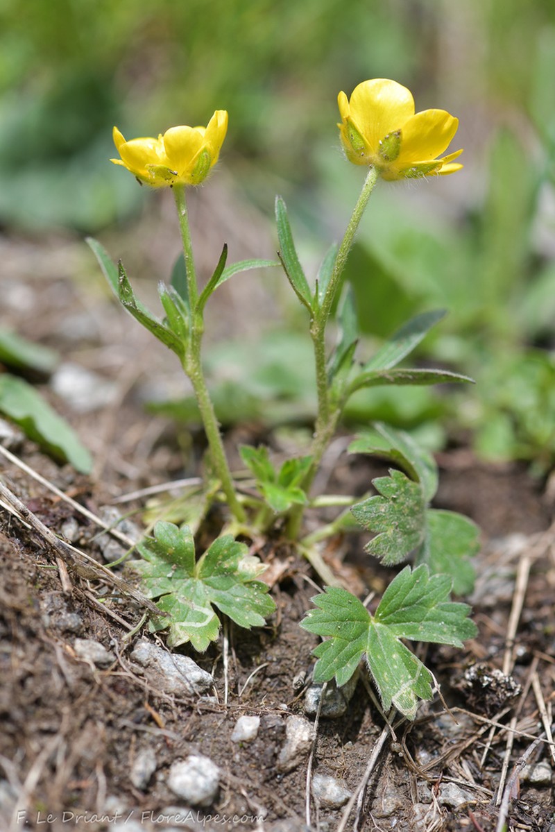 Ranunculus sartorianus photo 6