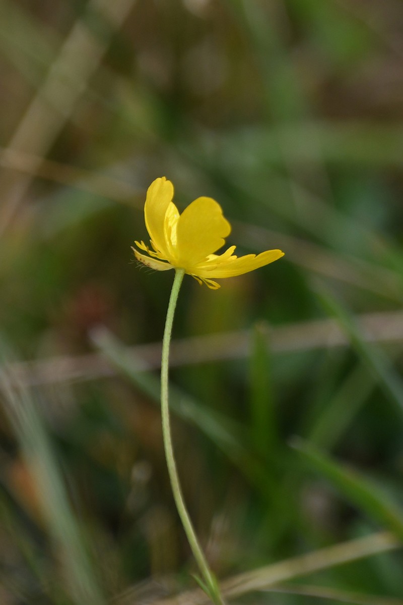 Ranunculus sartorianus photo 7