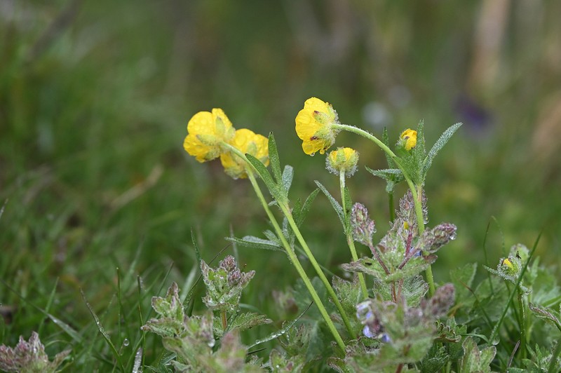 Ranunculus sartorianus photo 8