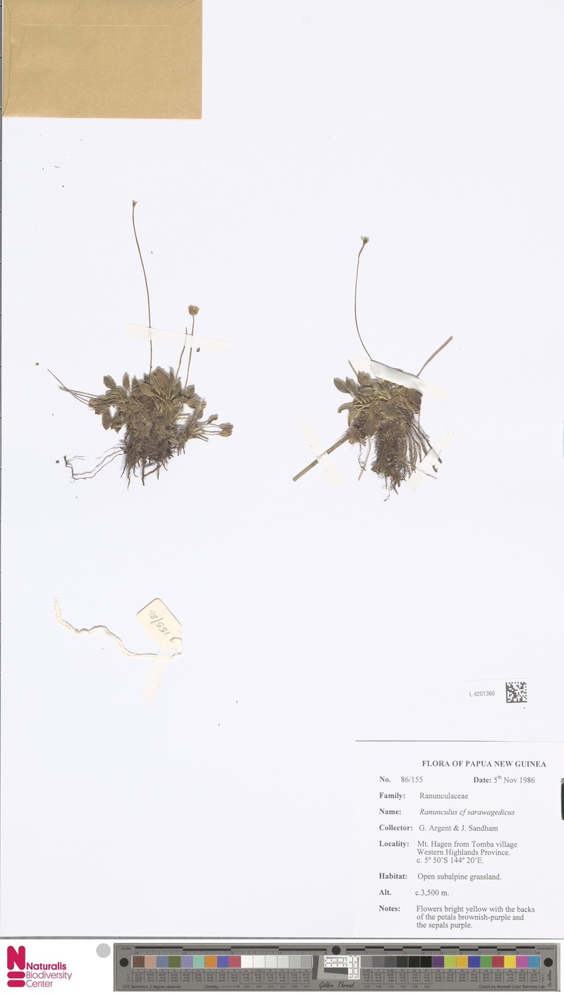 Ranunculus saruwagedicus