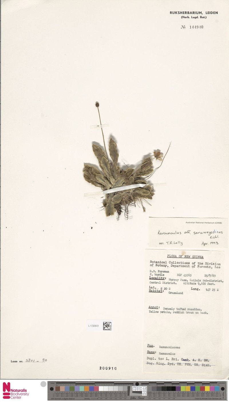 Ranunculus saruwagedicus photo 2