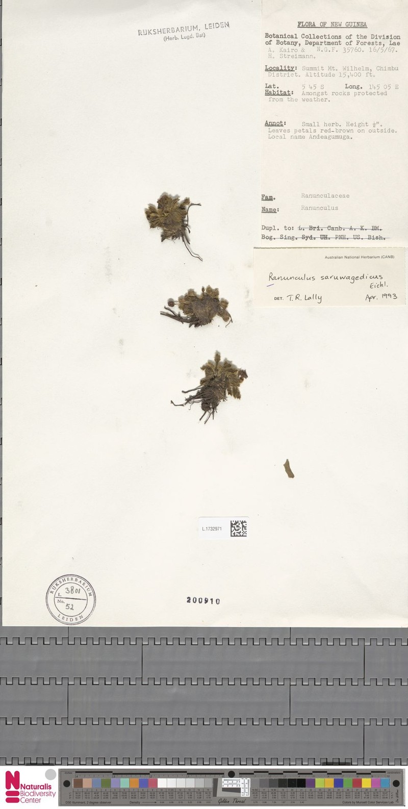 Ranunculus saruwagedicus photo 3