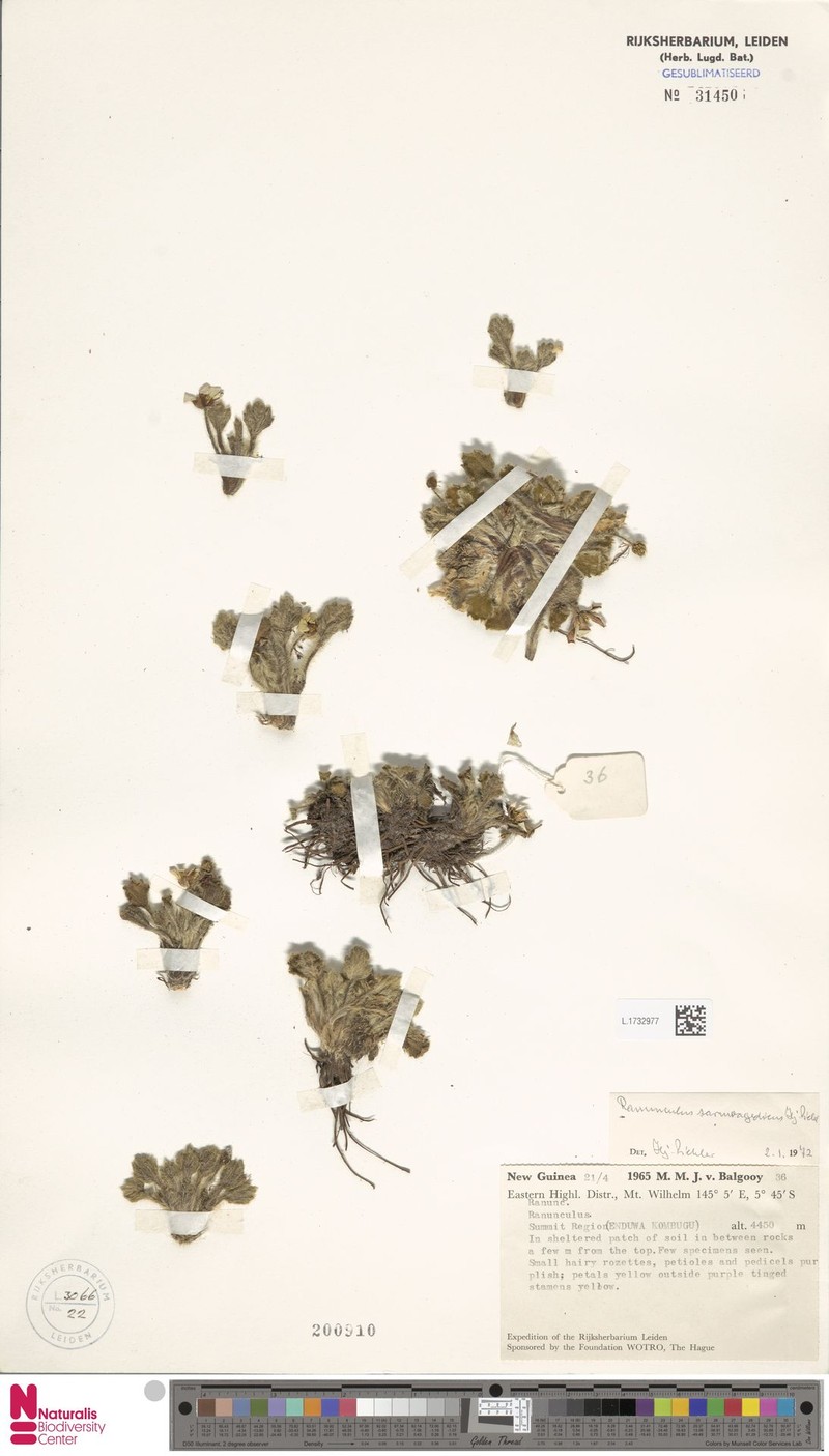 Ranunculus saruwagedicus photo 4