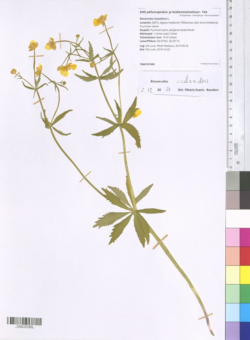Ranunculus scalaridens