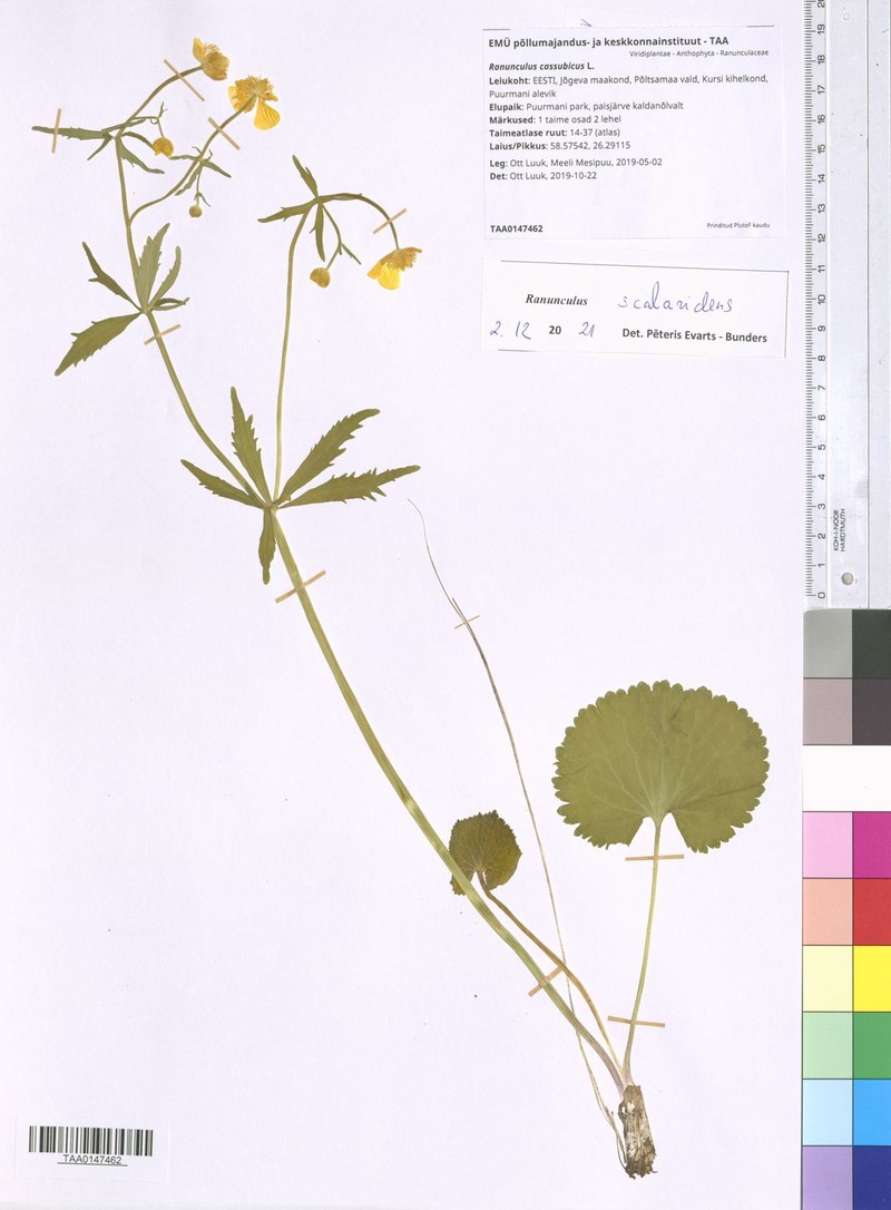 Ranunculus scalaridens photo 2