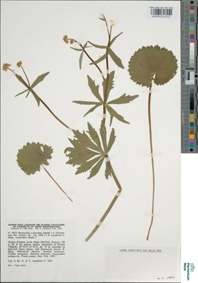 Ranunculus scalaridens photo 4