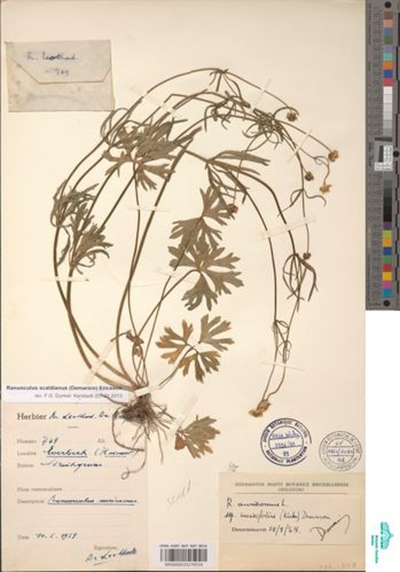 Ranunculus scaldianus