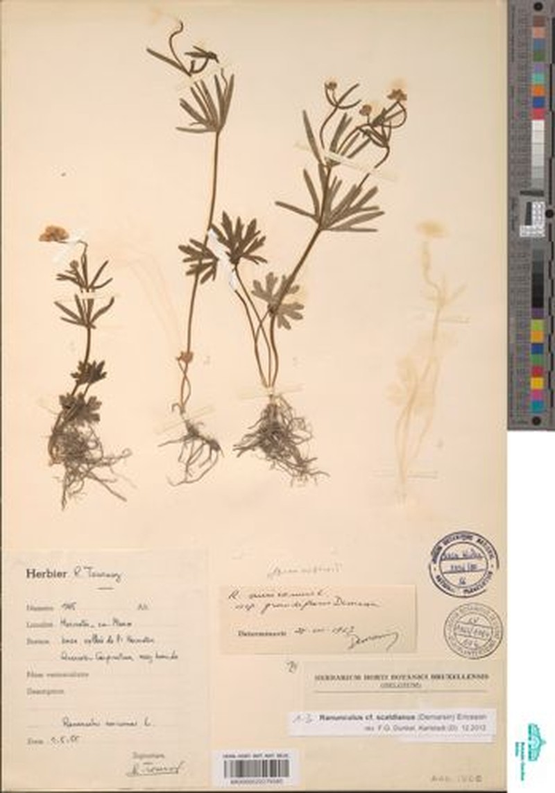 Ranunculus scaldianus photo 2