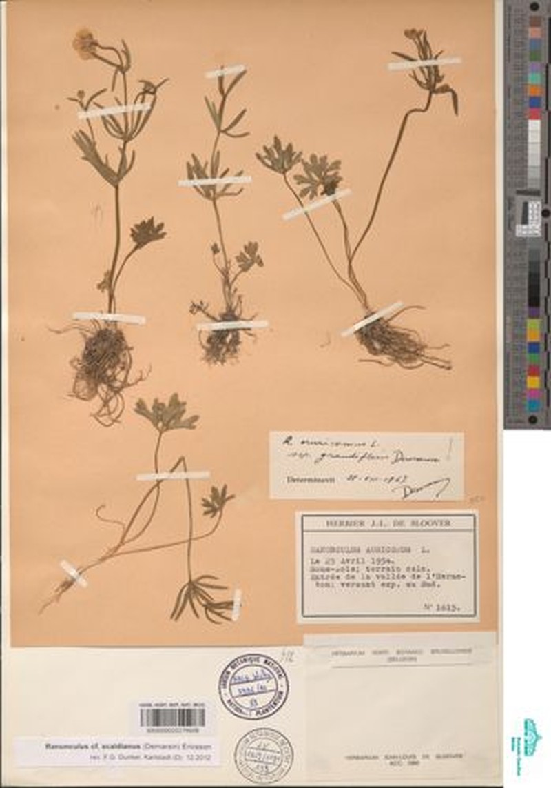 Ranunculus scaldianus photo 3
