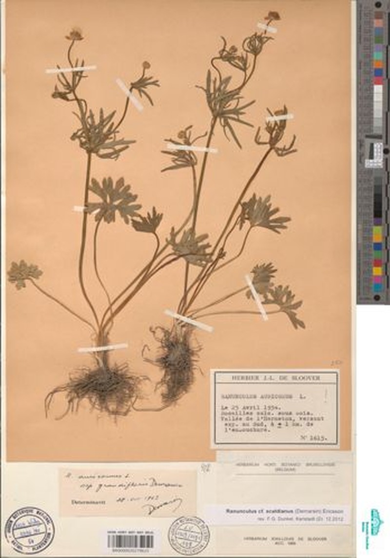 Ranunculus scaldianus photo 4