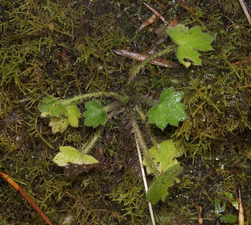 Ranunculus scapigerus