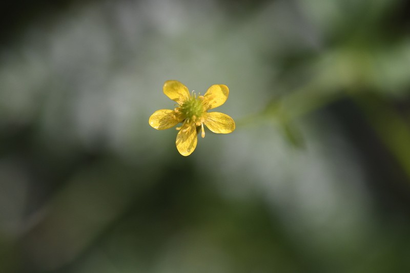 Ranunculus scapigerus photo 2