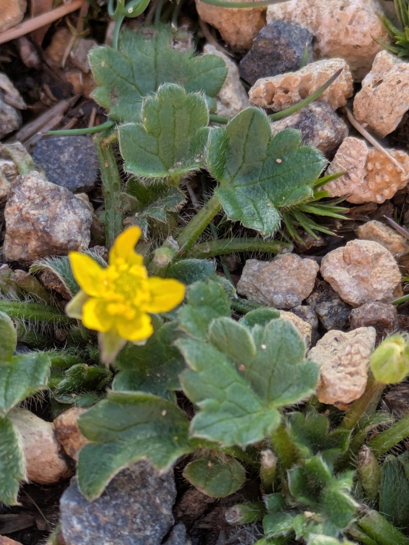 Ranunculus scapigerus photo 3