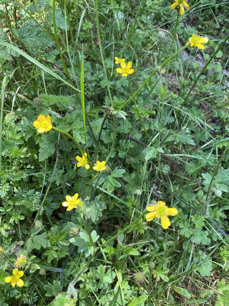 Ranunculus scapigerus photo 4