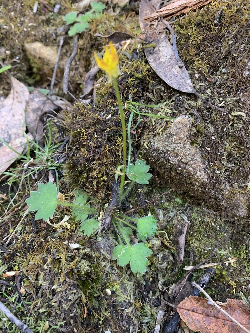 Ranunculus scapigerus photo 5