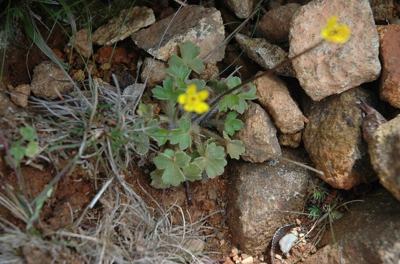 Ranunculus scapigerus photo 6