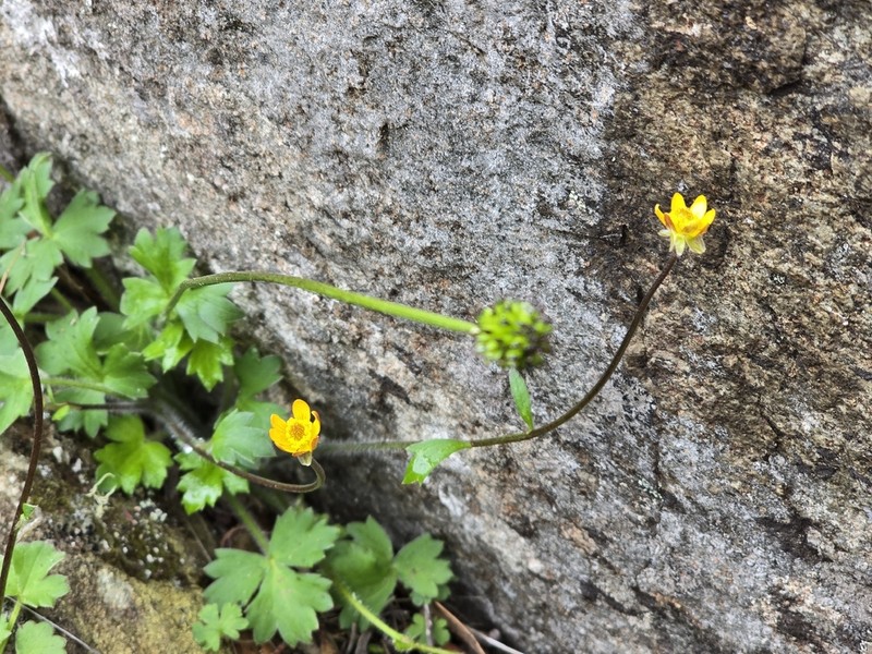 Ranunculus scapigerus photo 7