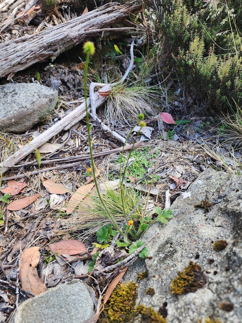 Ranunculus scapigerus photo 8