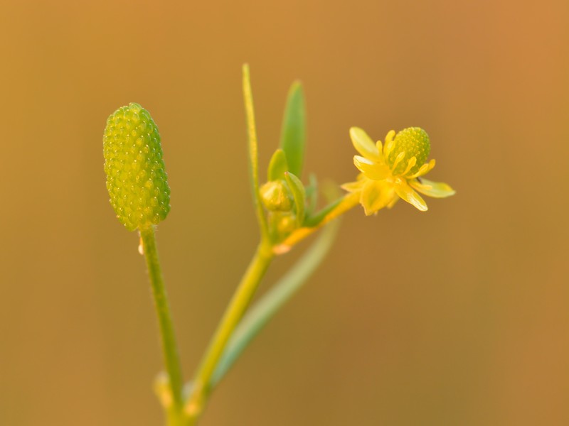 Cursed Buttercup photo 2