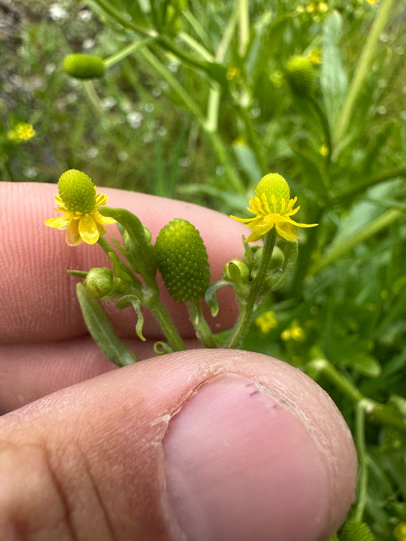 Ranunculus sceleratus var. multifidus