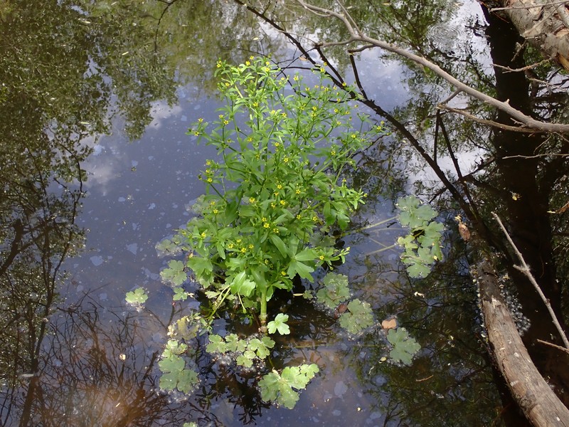 Ranunculus sceleratus var. multifidus photo 2