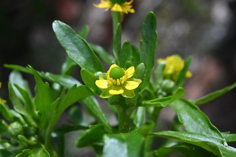Ranunculus sceleratus var. multifidus photo 3