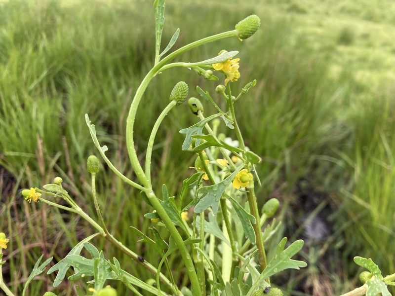 Ranunculus sceleratus var. multifidus photo 4