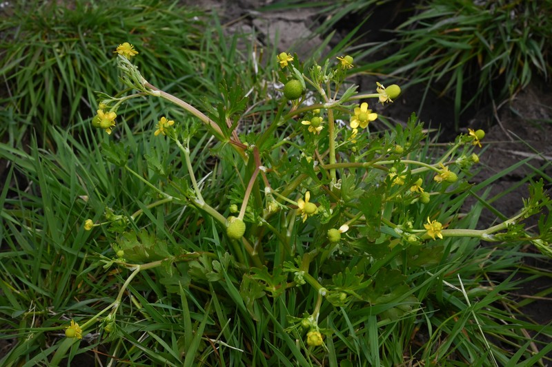 Ranunculus sceleratus var. multifidus photo 5