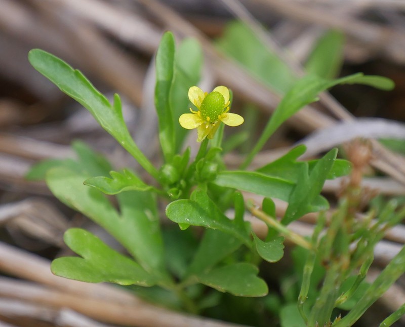 Ranunculus sceleratus var. multifidus photo 6