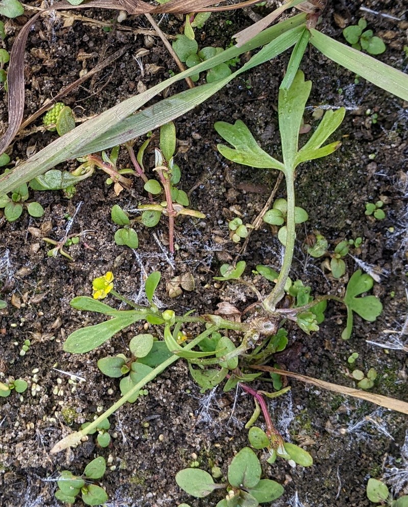 Ranunculus sceleratus var. multifidus photo 7