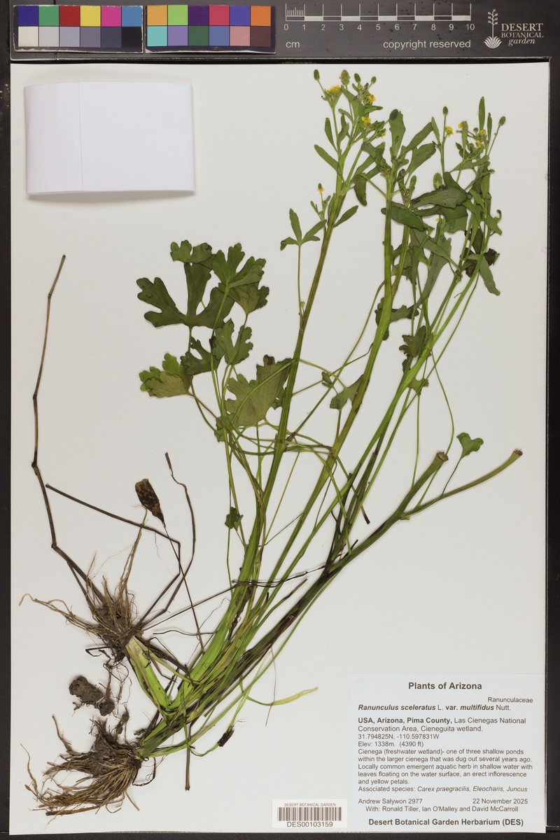Ranunculus sceleratus var. multifidus photo 8