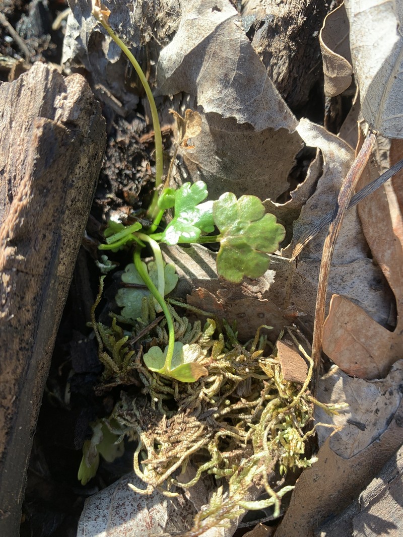 Ranunculus sceleratus var. sceleratus