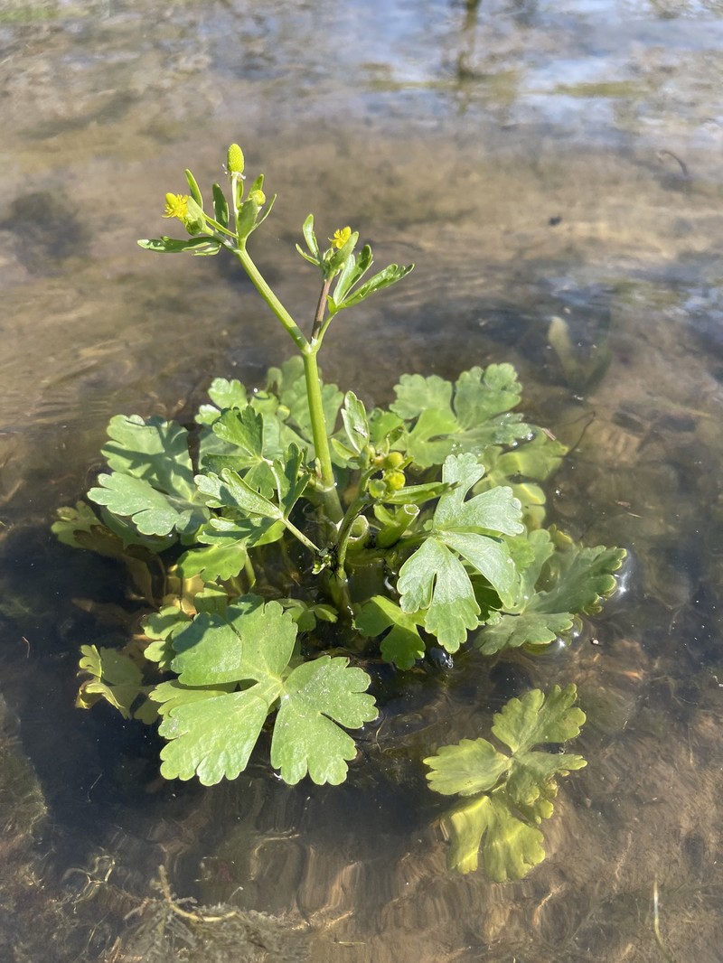 Ranunculus sceleratus var. sceleratus photo 4