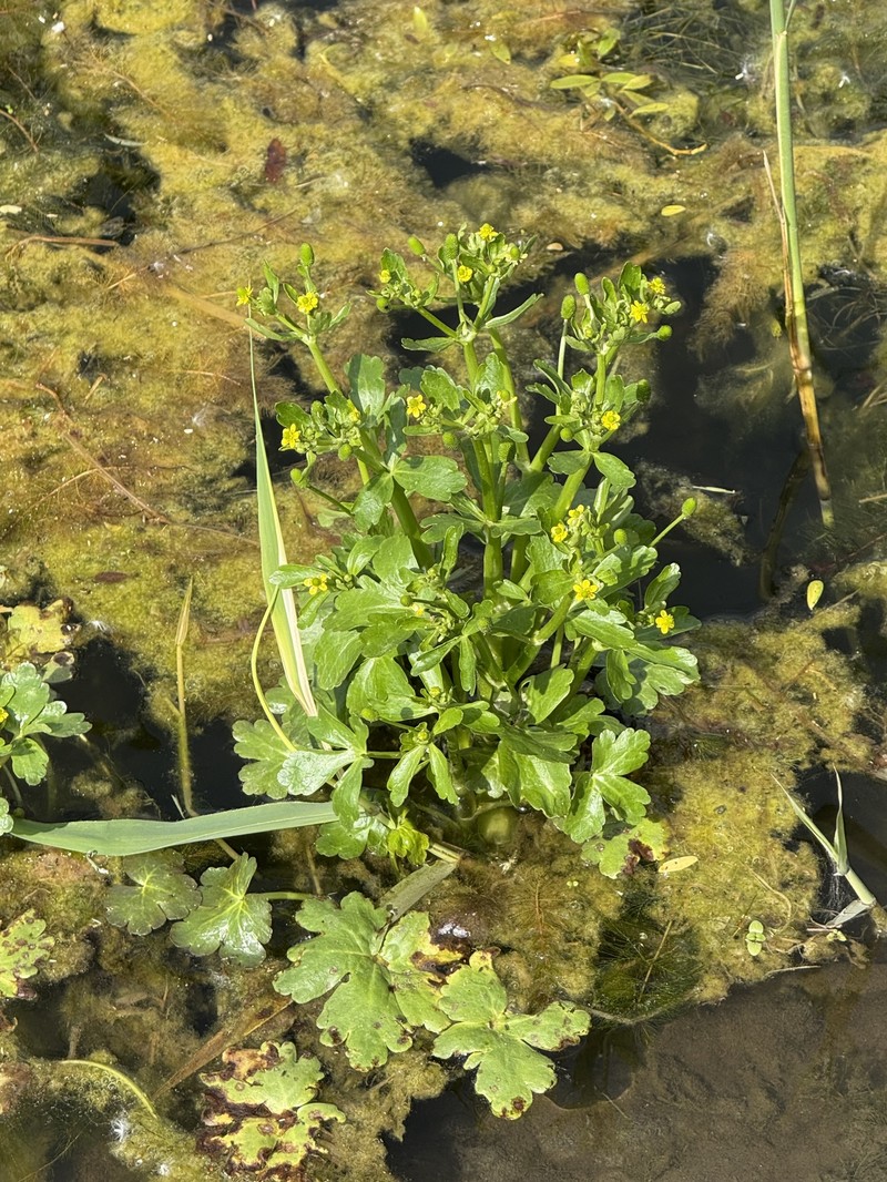 Ranunculus sceleratus var. sceleratus photo 6