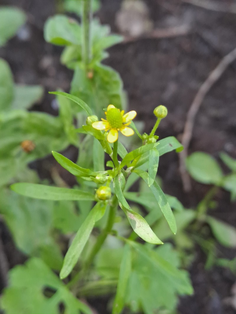 Ranunculus sceleratus var. sceleratus photo 7